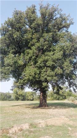 Fare compagnia all'albero. 